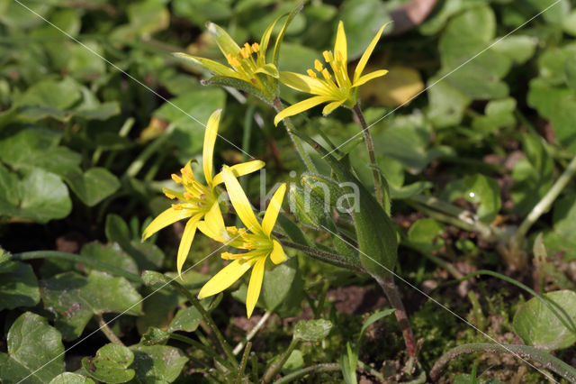 Akkergeelster (Gagea villosa)