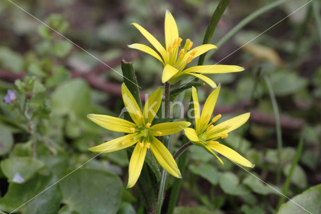Field Star-of-Bethlehem (Gagea villosa)