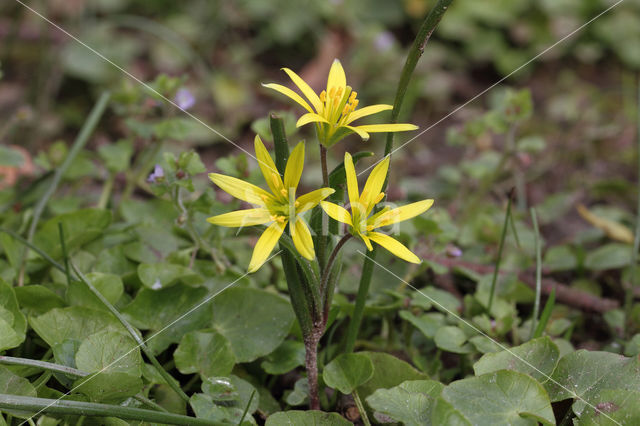 Akkergeelster (Gagea villosa)