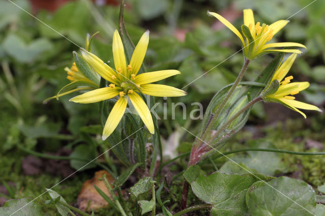 Field Star-of-Bethlehem (Gagea villosa)