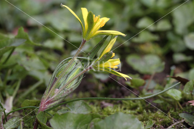 Akkergeelster (Gagea villosa)