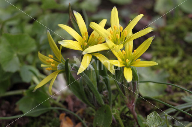 Akkergeelster (Gagea villosa)