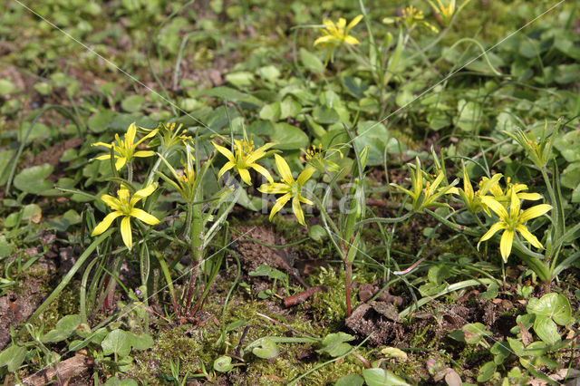Akkergeelster (Gagea villosa)