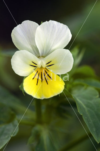 Field Pansy (Viola arvensis)