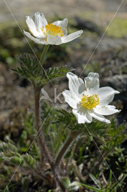 Alpenanemoon (Pulsatilla alpina)