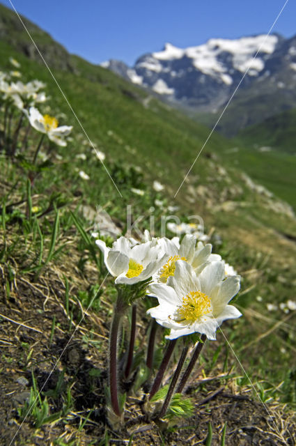 Alpenanemoon (Pulsatilla alpina)