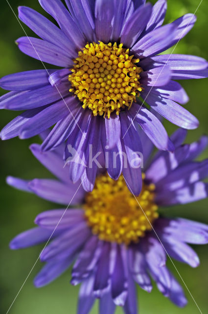 Alpine Aster (Aster alpinus)