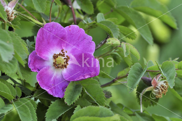 Alpine Rose (Rosa pendulina)