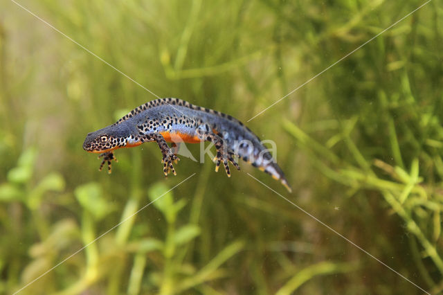 Alpine Newt (Ichthyosaura alpestris)