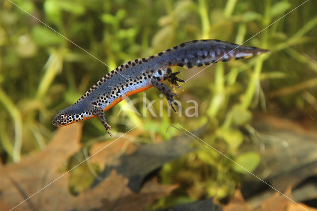 Alpine Newt (Ichthyosaura alpestris)