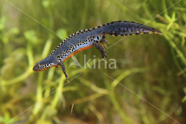 Alpine Newt (Ichthyosaura alpestris)