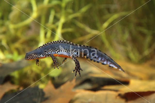 Alpine Newt (Ichthyosaura alpestris)