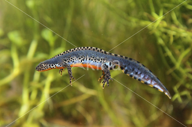 Alpine Newt (Ichthyosaura alpestris)