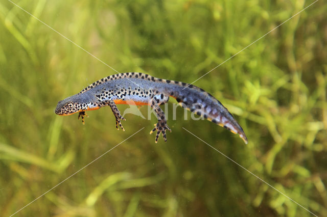 Alpine Newt (Ichthyosaura alpestris)