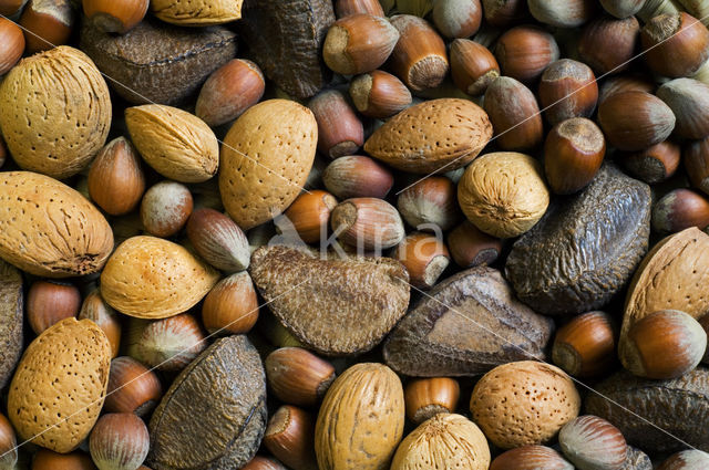 Almond (Prunus dulcis)