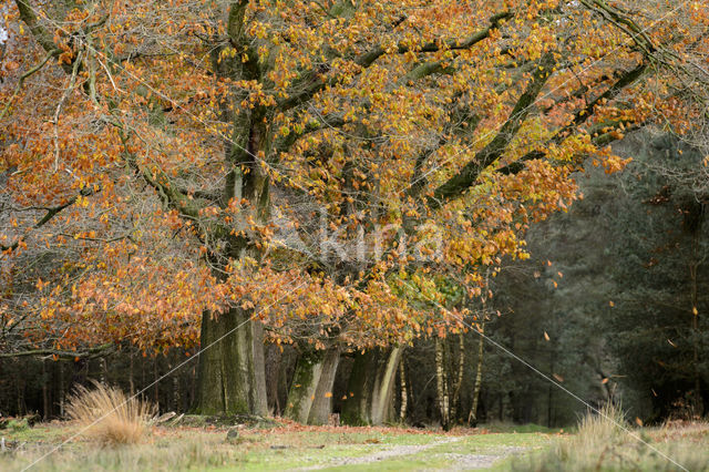 Red Oak (Quercus rubra)