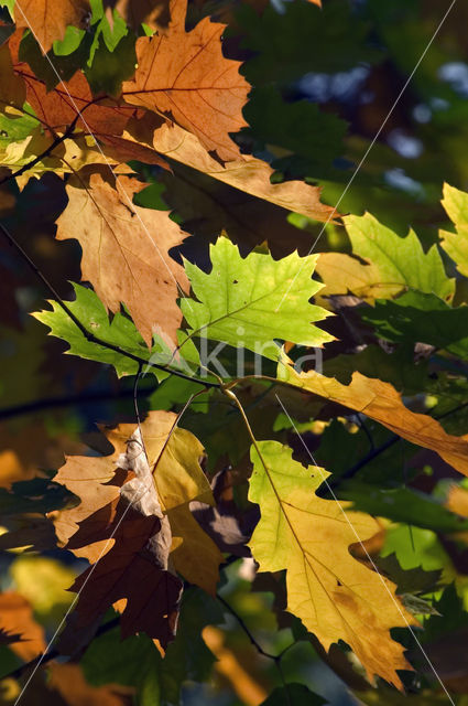 Amerikaanse eik (Quercus rubra)