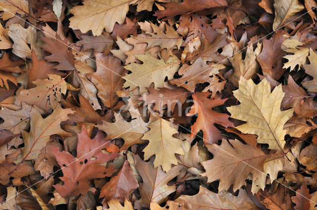 Red Oak (Quercus rubra)