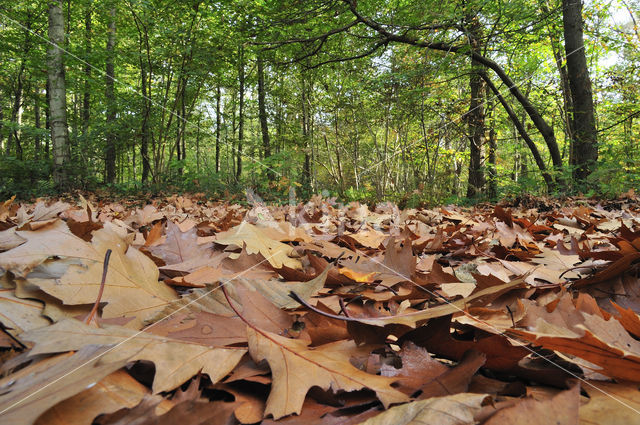 Red Oak (Quercus rubra)