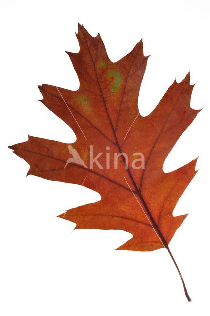 Red Oak (Quercus rubra)