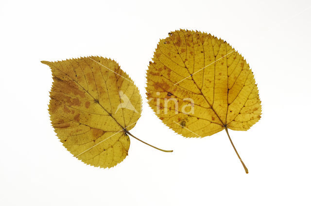 Amerikaanse linde (Tilia americana)