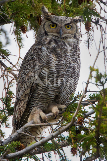 Amerikaanse Oehoe (Bubo virginianus)