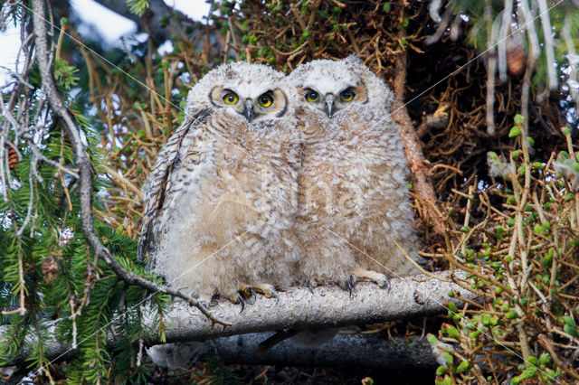 Amerikaanse Oehoe (Bubo virginianus)