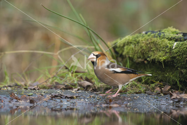 Hawfinch (Coccothraustes coccothraustes)