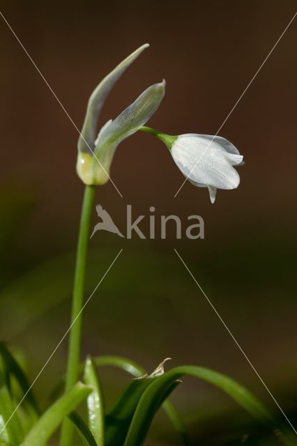Armbloemig look (Allium paradoxum)
