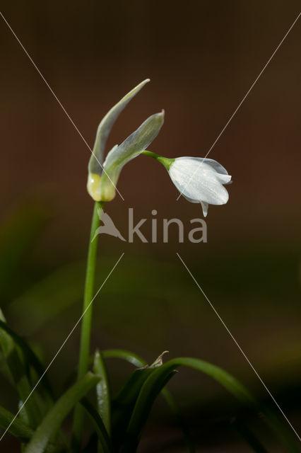 Armbloemig look (Allium paradoxum)