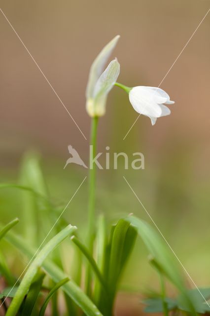 Armbloemig look (Allium paradoxum)