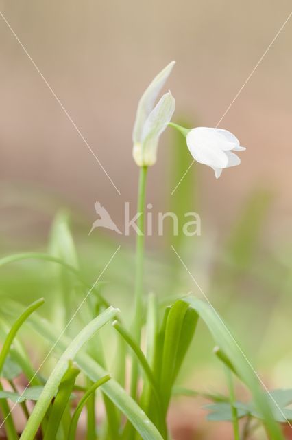 Armbloemig look (Allium paradoxum)