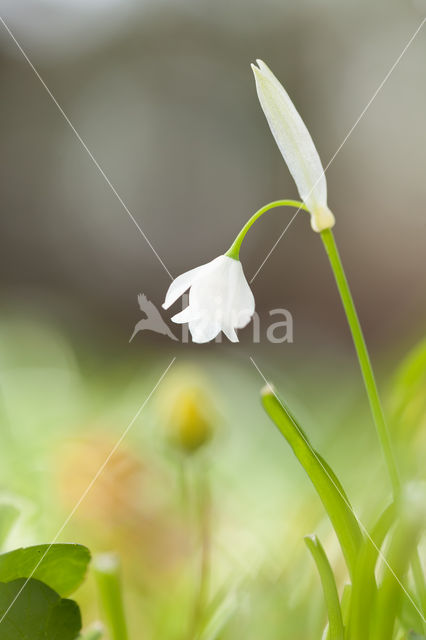 Armbloemig look (Allium paradoxum)