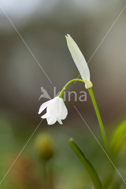 Armbloemig look (Allium paradoxum)