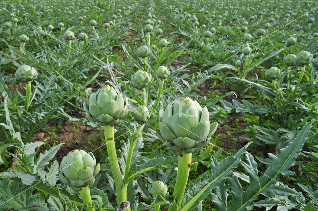 Globe artichoke (Cynara cardunculus var. scolymus)