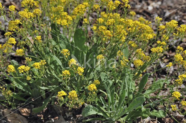 basket of gold (Aurinia saxatilis)