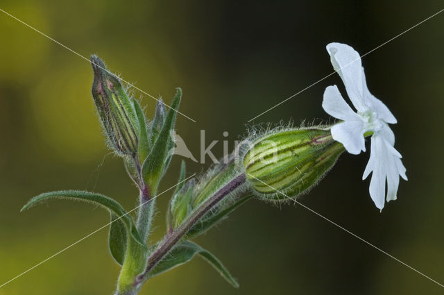 Bladder Campion (Silene latifolia)
