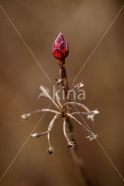 Azalea (Azelea spec)