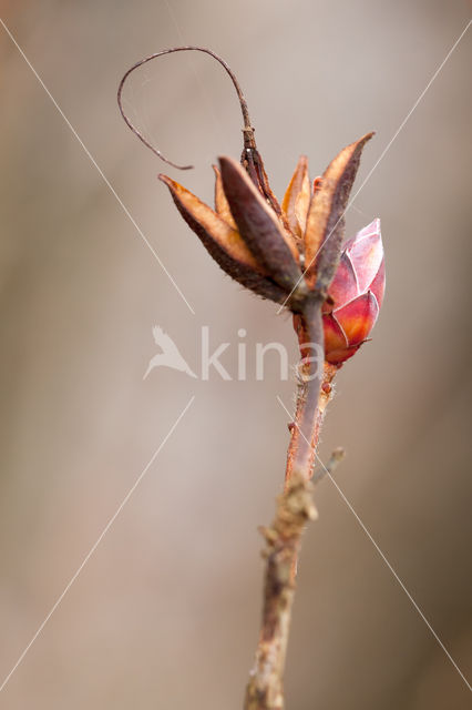 Azalea (Azelea spec)