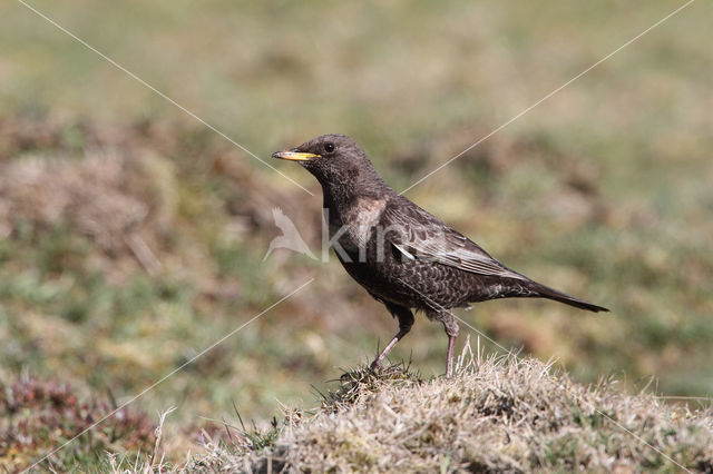 Ring Ouzel (Turdus torquatus)