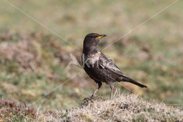 Beflijster (Turdus torquatus)