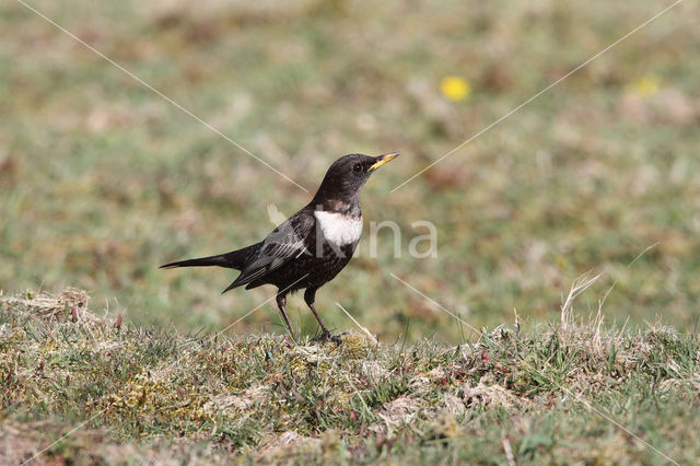 Ring Ouzel (Turdus torquatus)