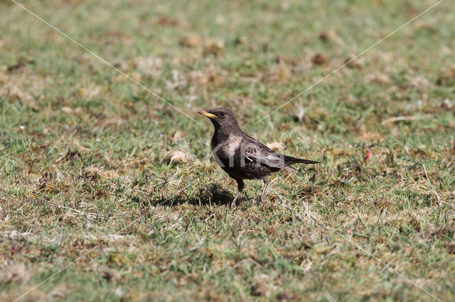 Ring Ouzel (Turdus torquatus)