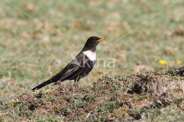 Beflijster (Turdus torquatus)