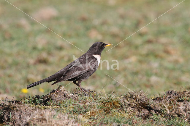 Ring Ouzel (Turdus torquatus)
