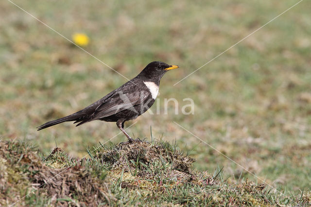 Ring Ouzel (Turdus torquatus)