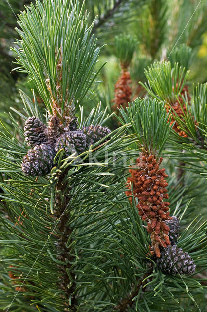 Mountain Pine (Pinus mugo)