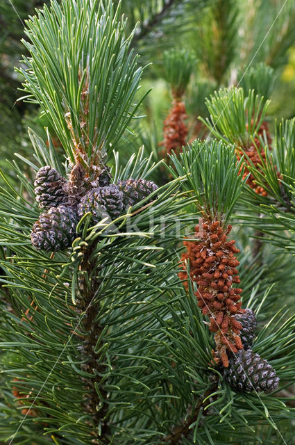 Bergden (Pinus mugo)