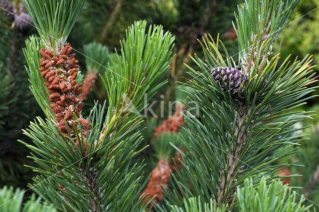 Bergden (Pinus mugo)