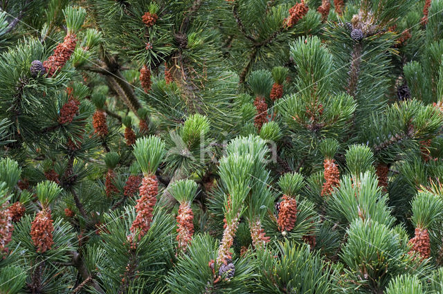 Bergden (Pinus mugo)